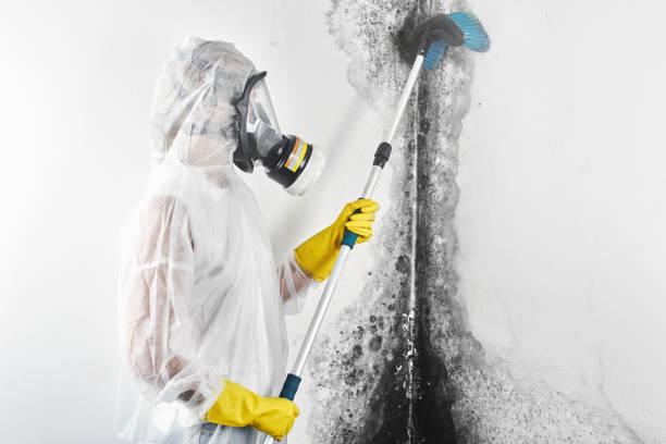 Trusted Claypool, AZ Mold Removal Experts