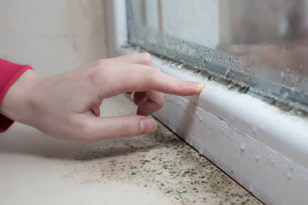 Best Mold-Related Health Consultation  in Claypool, AZ